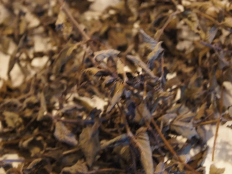 Pfefferminze-Tee - Rezept - Bild Nr. 3474