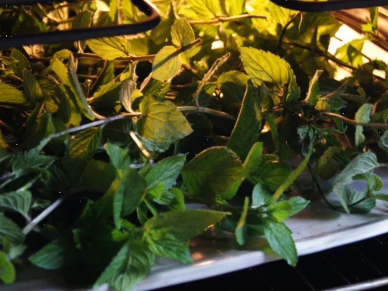 Pfefferminze-Tee - Rezept - Bild Nr. 3475