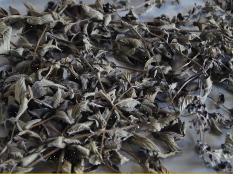 Pfefferminze-Tee - Rezept - Bild Nr. 3476