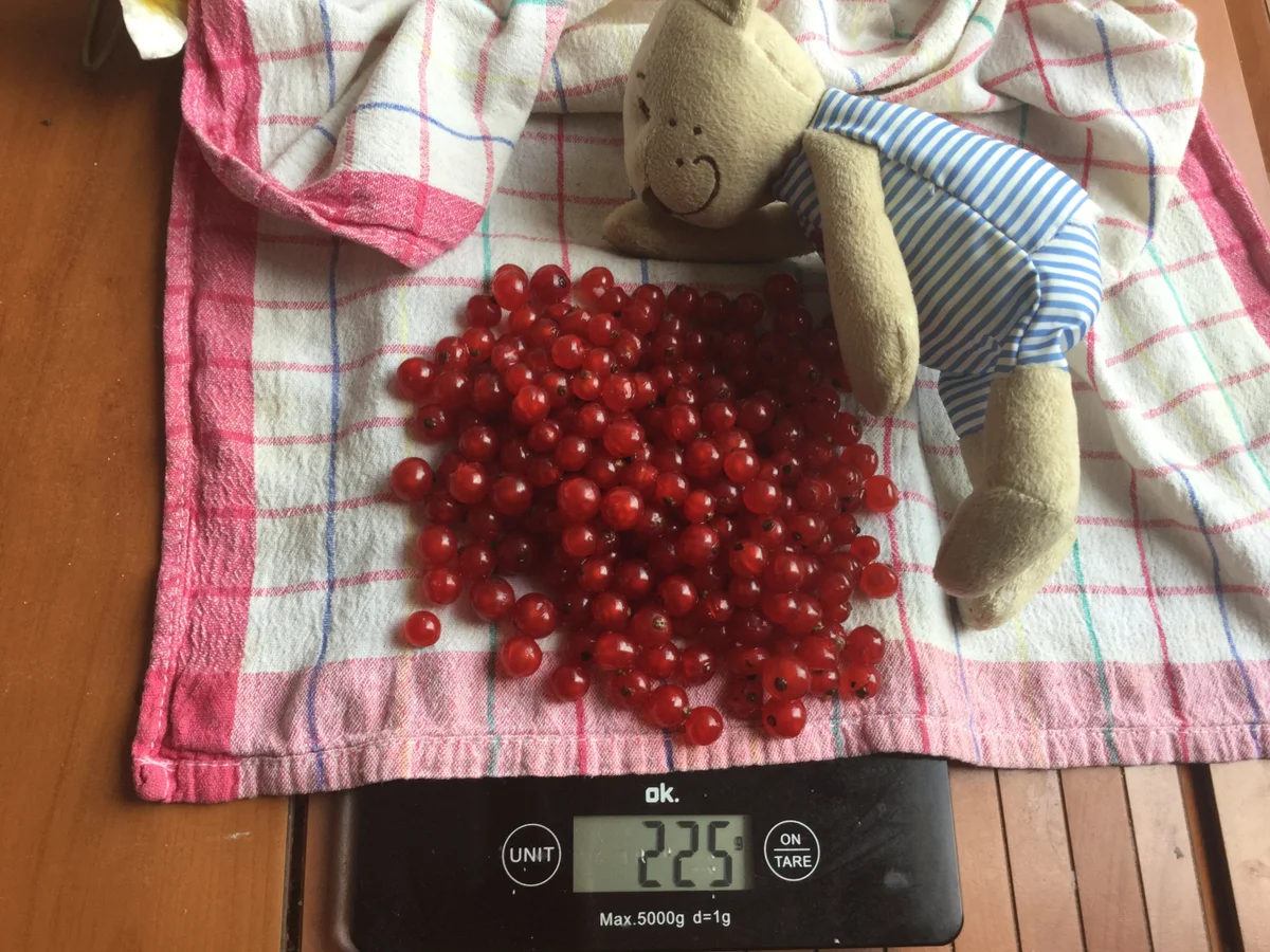 Blitz Johannisbeer-Konfitüre mit Erdbeerminze - Rezept - Bild Nr. 3476