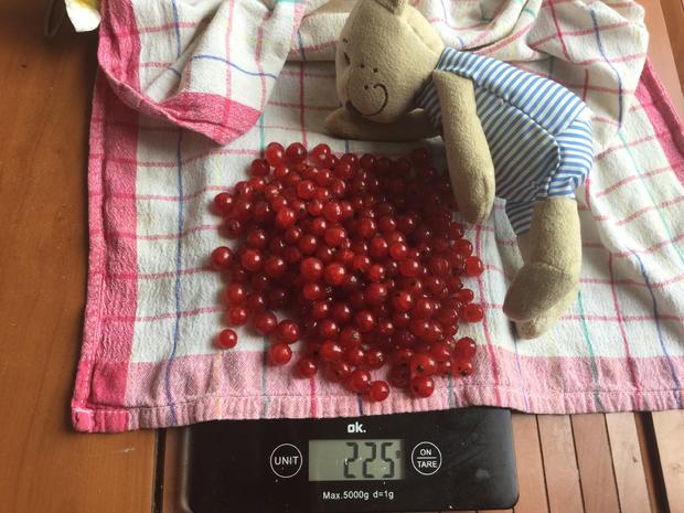 Blitz Johannisbeer-Konfitüre mit Erdbeerminze