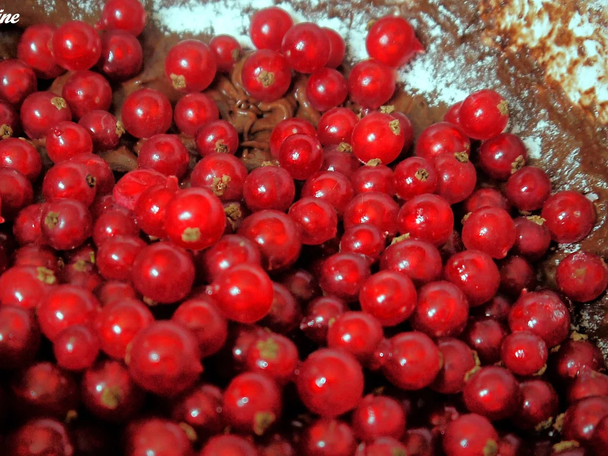 Rezept: Schoko-Minz-Johannisbeerkuchen Bild Nr. 7 Schoko-Minz-Johannisbeerkuchen - Rezept - Bild Nr. 7