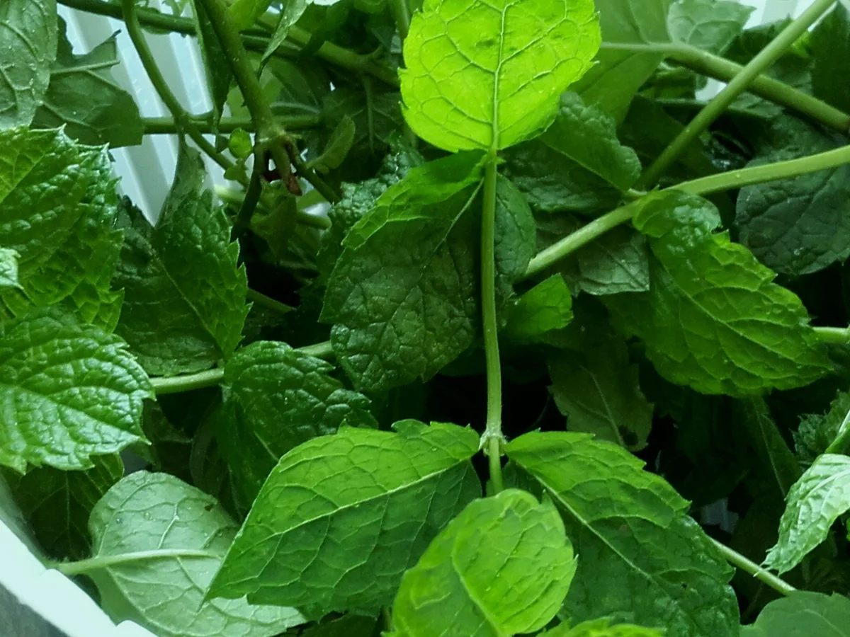 Rezept: Minze Sirup - Pfefferminz Sirup Bild Nr. 3620 Minze Sirup - Pfefferminz Sirup - Rezept - Bild Nr. 3620