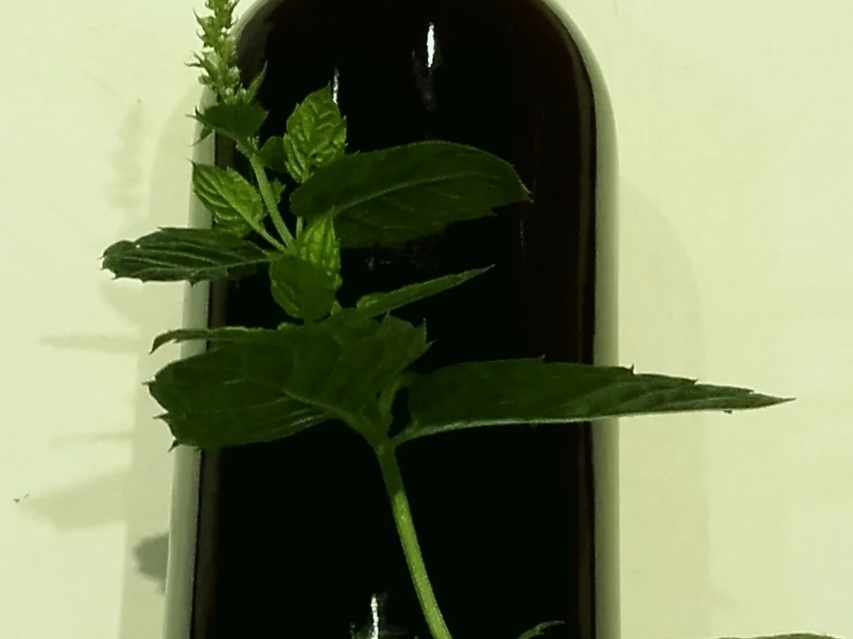 Rezept: Minze Sirup - Pfefferminz Sirup Bild Nr. 3626 Minze Sirup - Pfefferminz Sirup - Rezept - Bild Nr. 3626