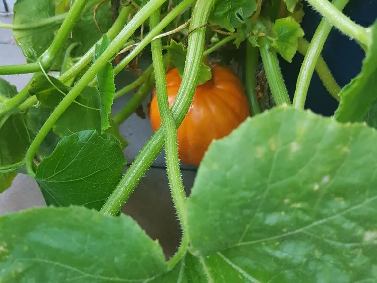 *Hokaido* Kürbissuppe - Rezept - Bild Nr. 3622