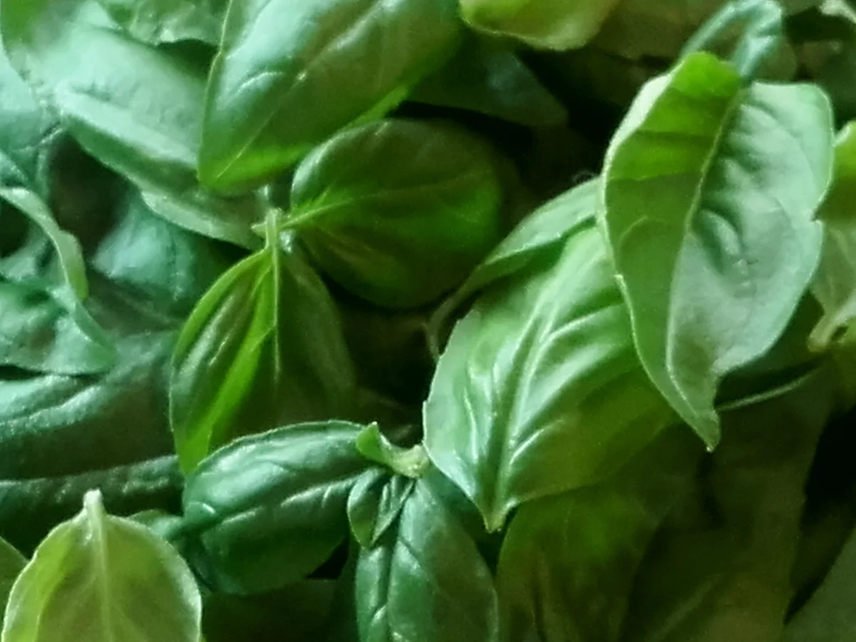 Pesto alla Genovese - Rezept - Bild Nr. 3621