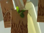 Zitronenmelissensirup - Rezept - Bild Nr. 3624