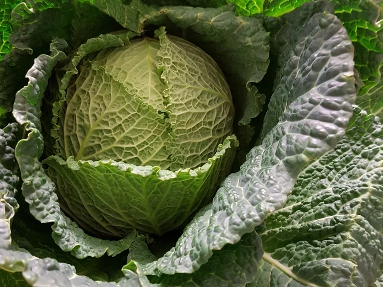 Wirsing als OnePot und etwas edler zubereitet - Rezept - Bild Nr. 3641