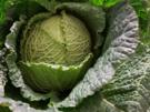 Wirsing als OnePot und etwas edler zubereitet - Rezept - Bild Nr. 3641