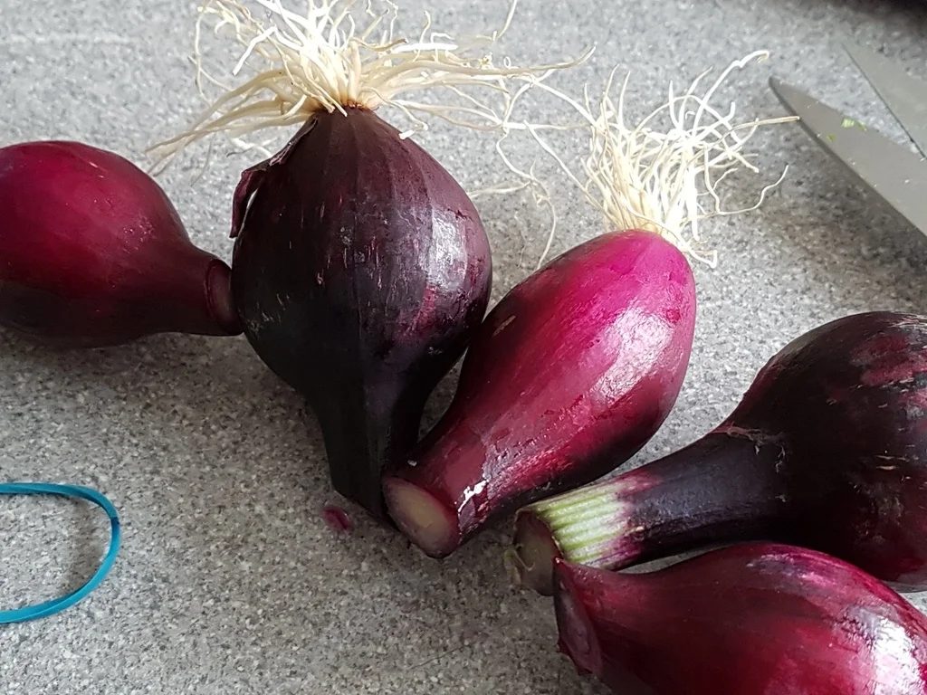 Lachsfilet (Honig geröstet)  à la Biggi - Rezept - Bild Nr. 3641