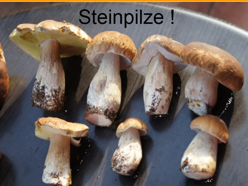 Waldpilzpfanne mit Bauerbutterbrot - Rezept - Bild Nr. 4