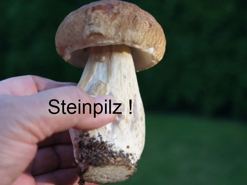 Waldpilzbuletten - Rezept - Bild Nr. 3665