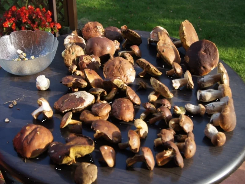 Waldpilzbuletten - Rezept - Bild Nr. 3669