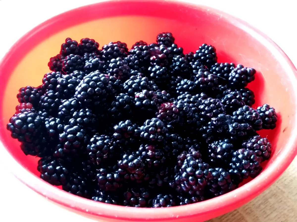 Rezept: Brombeer-Gelee... Bild Nr. 3666 Brombeer-Gelee... - Rezept - Bild Nr. 3666