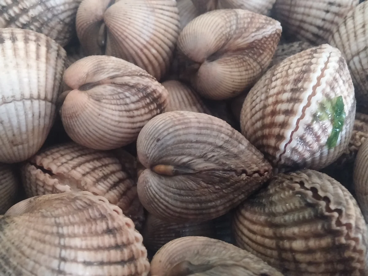 Linguine mit Herzmuscheln - Rezept - Bild Nr. 3677