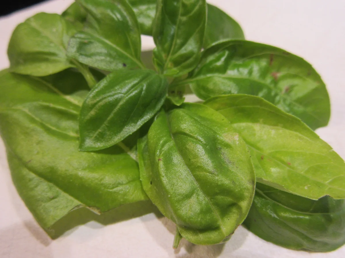 Rezept: Suppen: Fruchtige Tomatensuppe Bild Nr. 3681 Suppen: Fruchtige Tomatensuppe - Rezept - Bild Nr. 3681