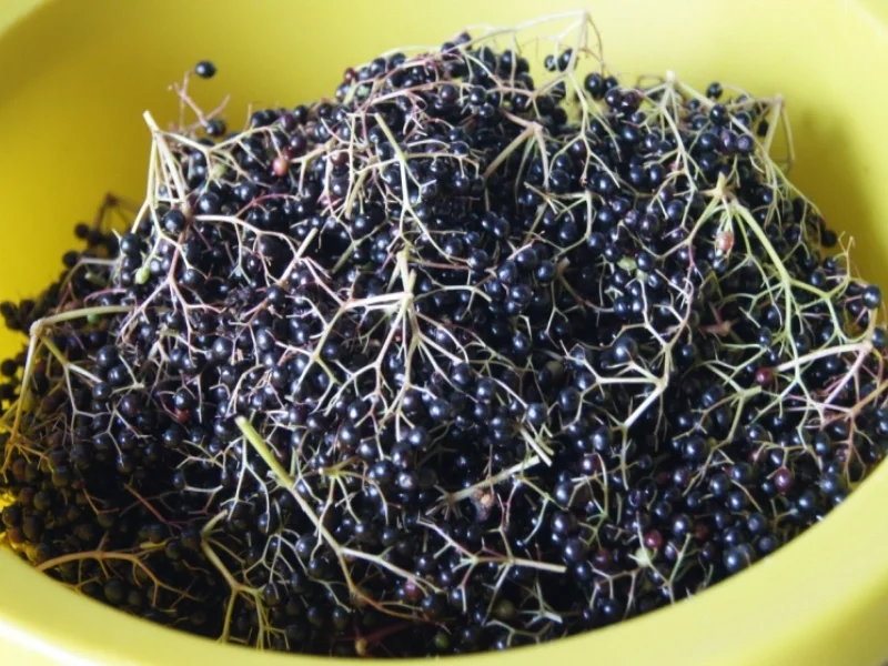 Holunderbeerensaft - Rezept - Bild Nr. 3711