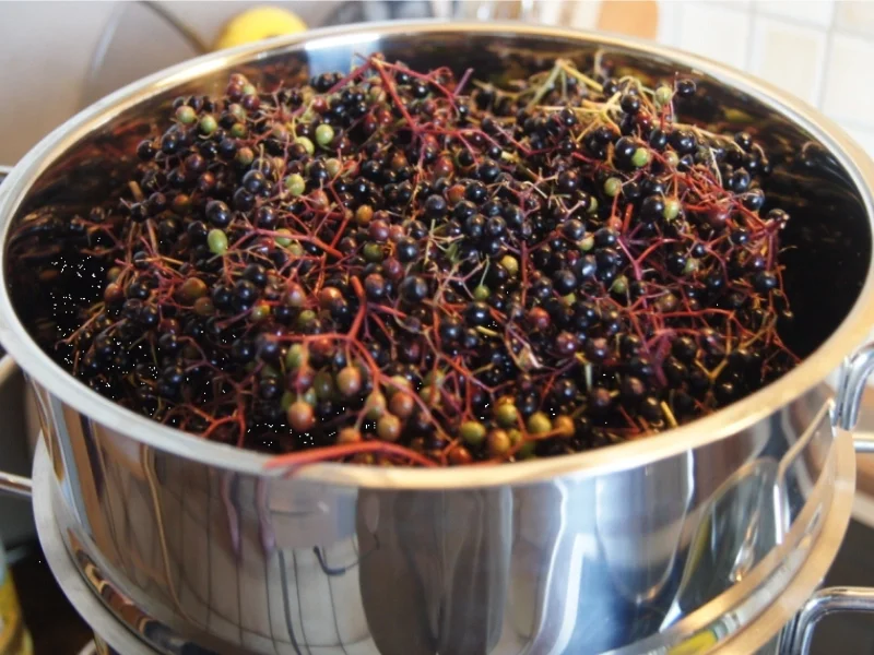 Holunderbeerensaft - Rezept - Bild Nr. 3712