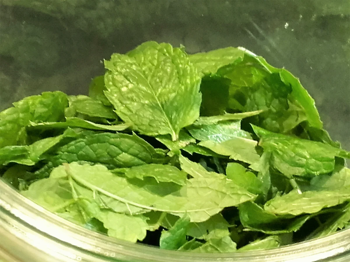 Minze Likör - Pfefferminz Likör - Rezept - Bild Nr. 3791