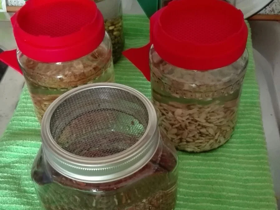 Rezept: Feldsalat mit gekeimten Mungbohnen und Hafer Bild Nr. 3799 Feldsalat mit gekeimten Mungbohnen und Hafer - Rezept - Bild Nr. 3799