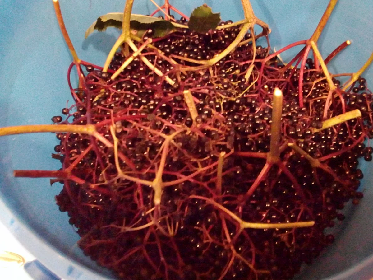 Rezept: Holunder Likör mit Weizenkorn und 14 Prozent Alkohol Bild Nr. 3813 Holunder Likör mit Weizenkorn und 14 Prozent Alkohol - Rezept - Bild Nr. 3813