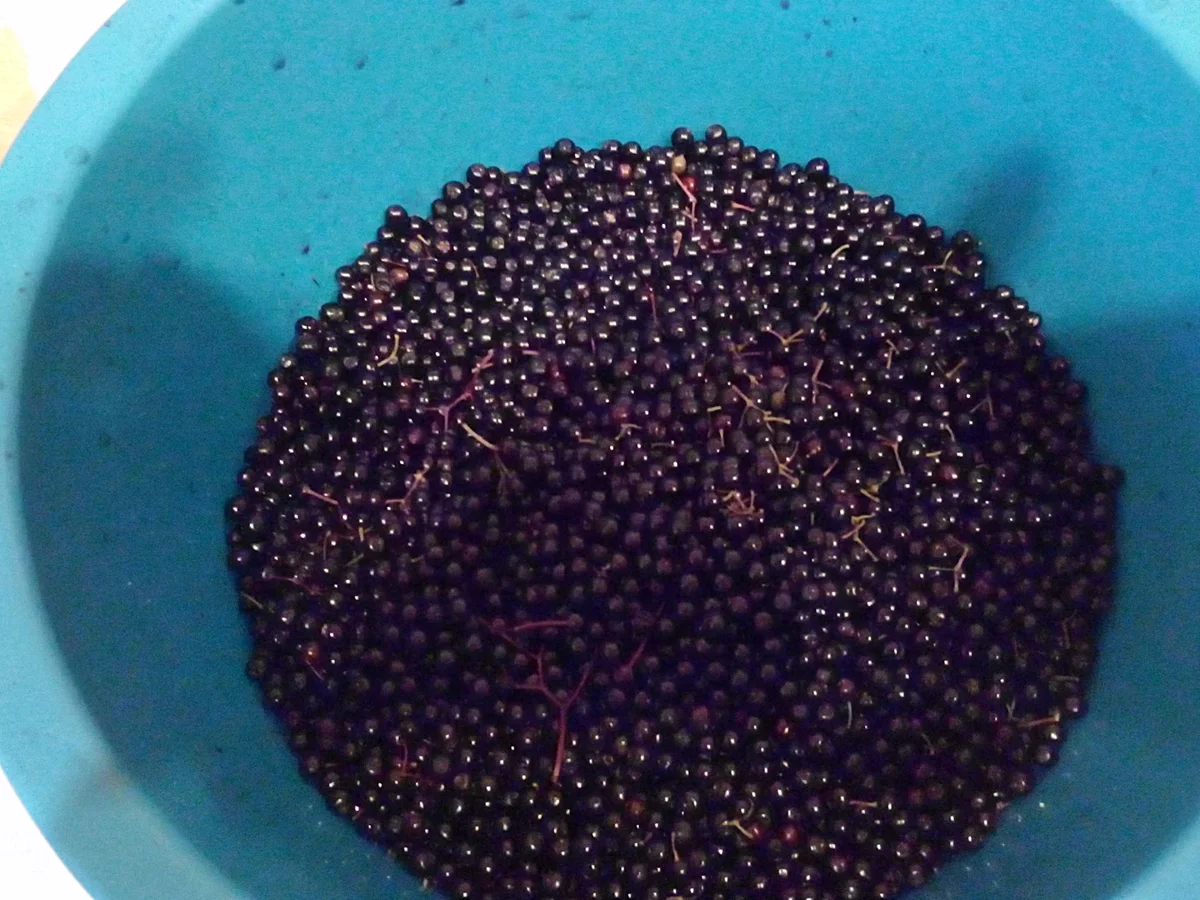 Rezept: Holunder Likör mit Weizenkorn und 14 Prozent Alkohol Bild Nr. 3814 Holunder Likör mit Weizenkorn und 14 Prozent Alkohol - Rezept - Bild Nr. 3814