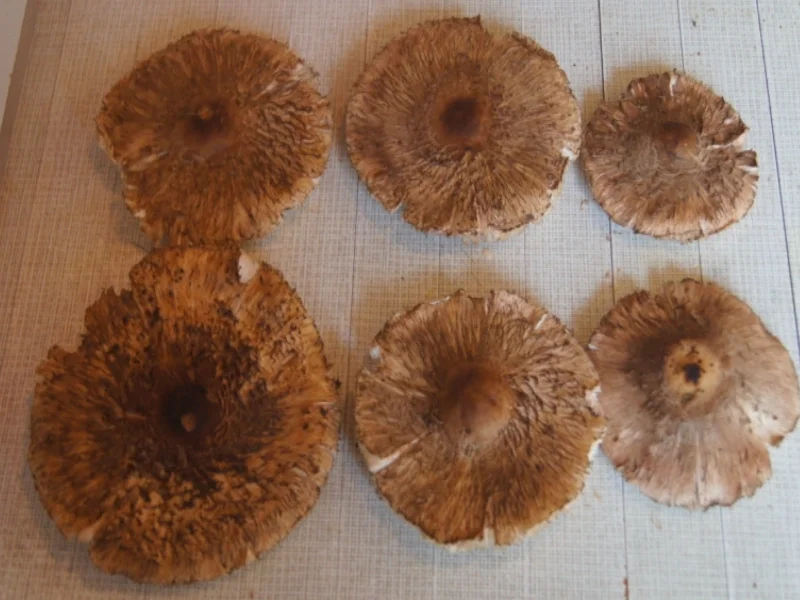 Parasolschnitzel - Rezept - Bild Nr. 3872