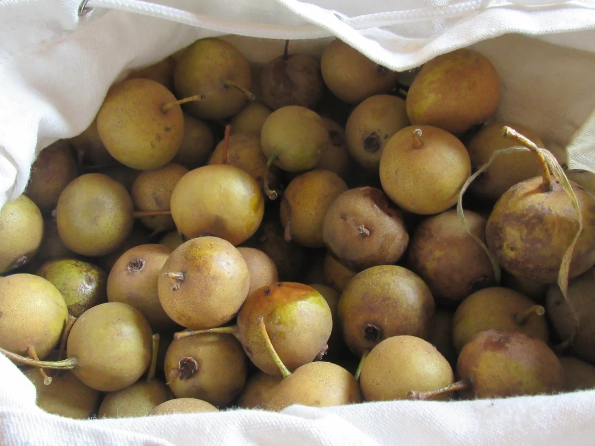 Rezept: Vorrat: Wildbirnen-Marmelade Bild Nr. 3913 Vorrat: Wildbirnen-Marmelade - Rezept - Bild Nr. 3913