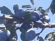 Zwetschgen - Feigen - Kompott - Rezept - Bild Nr. 2