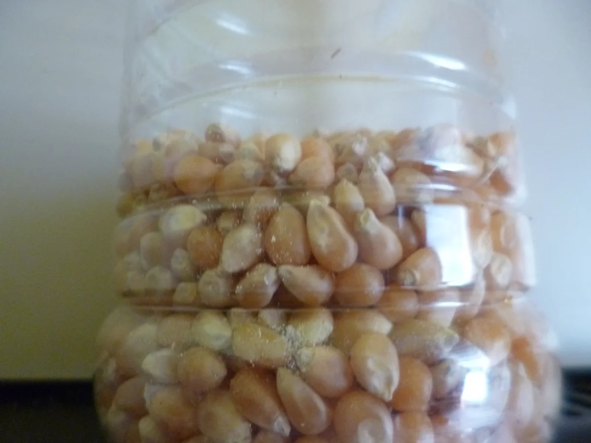 Popcorn selber machen - Rezept - Bild Nr. 4191