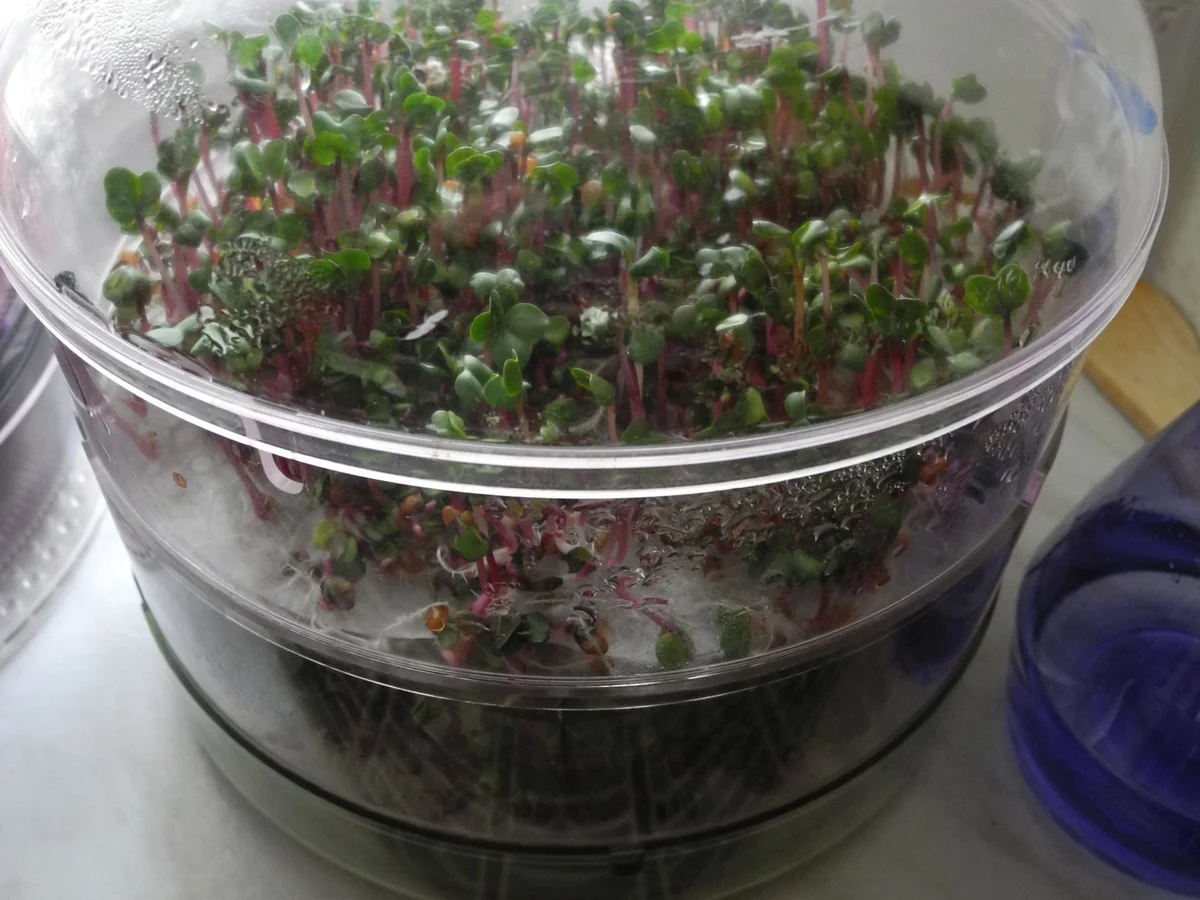 Fleischklopse nach Königsberger Art mit Pilzen und Schoten - Rezept - Bild Nr. 4286