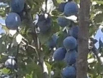 Pflaumen-Mus im Backofen - Rezept - Bild Nr. 2