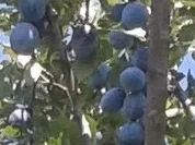 Pflaumen-Mus im Backofen - Rezept - Bild Nr. 2