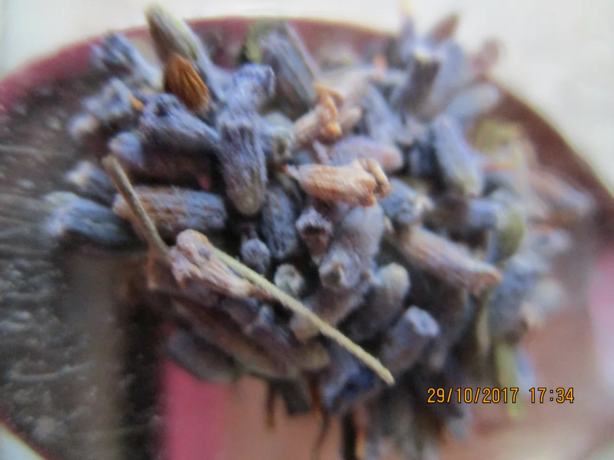 Rezept: Zander mit lecker Gemüse und Tomaten-Kartoffeln Bild Nr. 4382 Zander mit lecker Gemüse und Tomaten-Kartoffeln - Rezept - Bild Nr. 4382