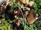 Quinoa-Champignon-Spinat-Pfanne - Rezept - Bild Nr. 4709