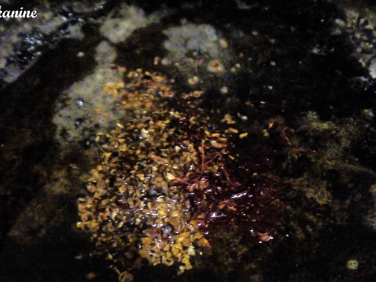 Teriyaki-Paprika-Huhn mit Safran-Gewürzreis - Rezept - Bild Nr. 4554