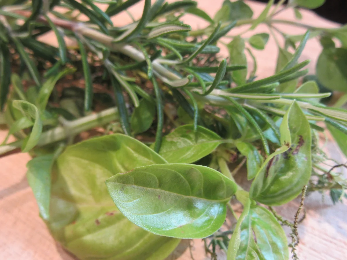 Kartoffeln: Kräuter-Gnocchi - Rezept - Bild Nr. 4574