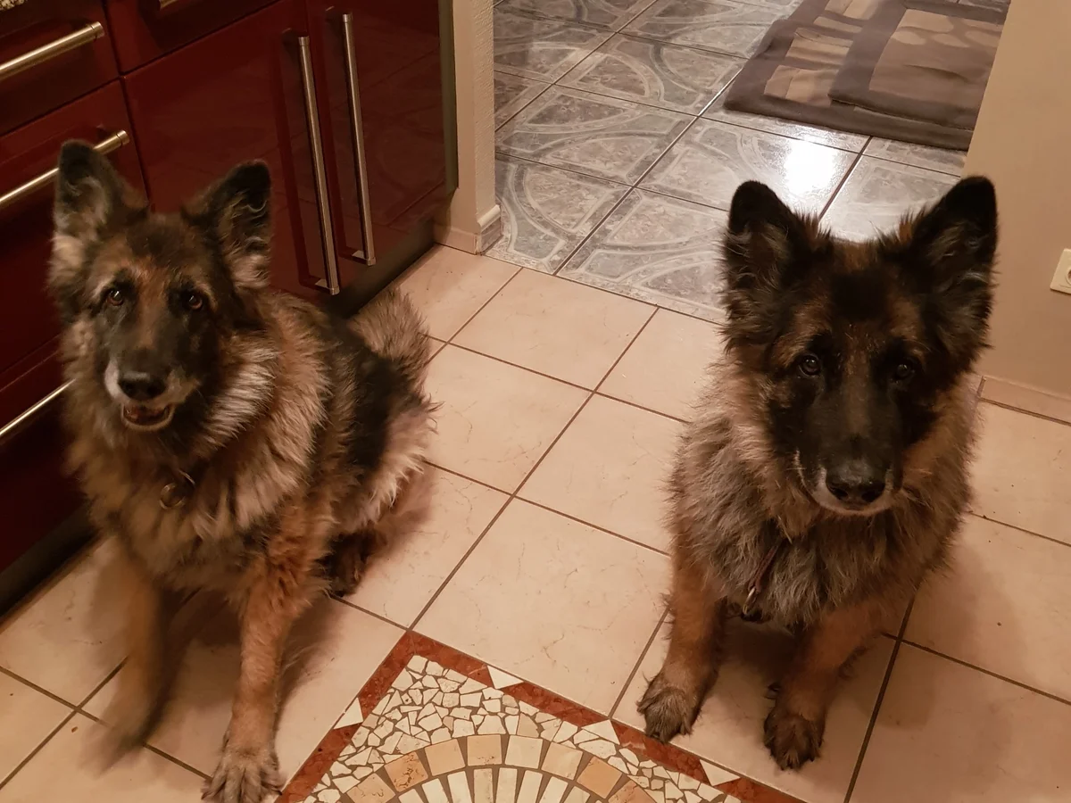 Rezept: Tafelspitzsalat mal ganz modern. Bild Nr. 4597 Tafelspitzsalat mal ganz modern. - Rezept - Bild Nr. 4597