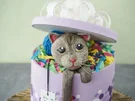 Sally backt: Katze in der Geschenkbox - Rezept - Bild Nr. 2