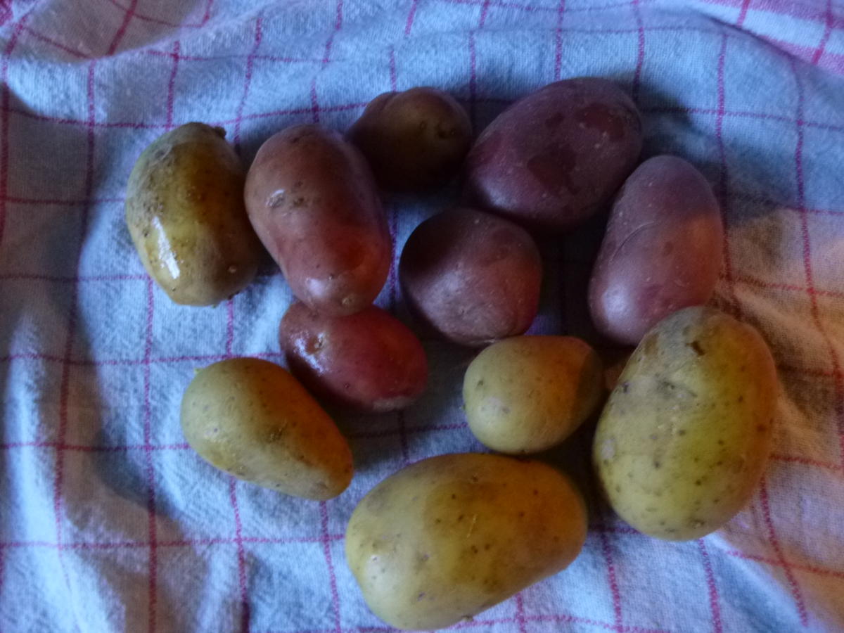 Rosmarinkartoffeln aus dem Ofen und mariniert - Rezept - Bild Nr. 2