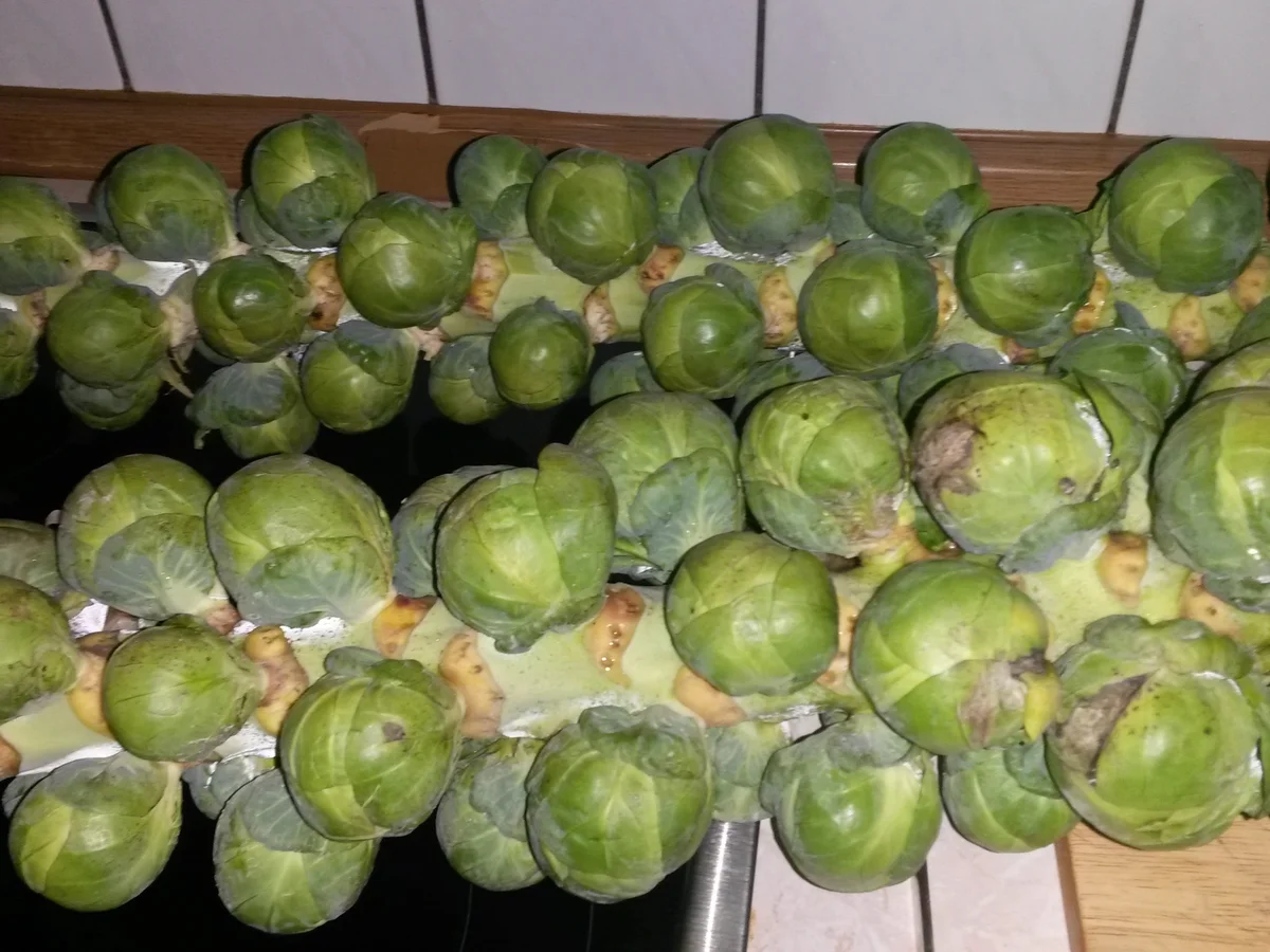 Rezept: Einfach nur Rosenkohl ganz frisch Bild Nr. 3 Einfach nur Rosenkohl ganz frisch - Rezept - Bild Nr. 3