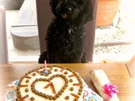 Hundekuchen - Rezept - Bild Nr. 5094