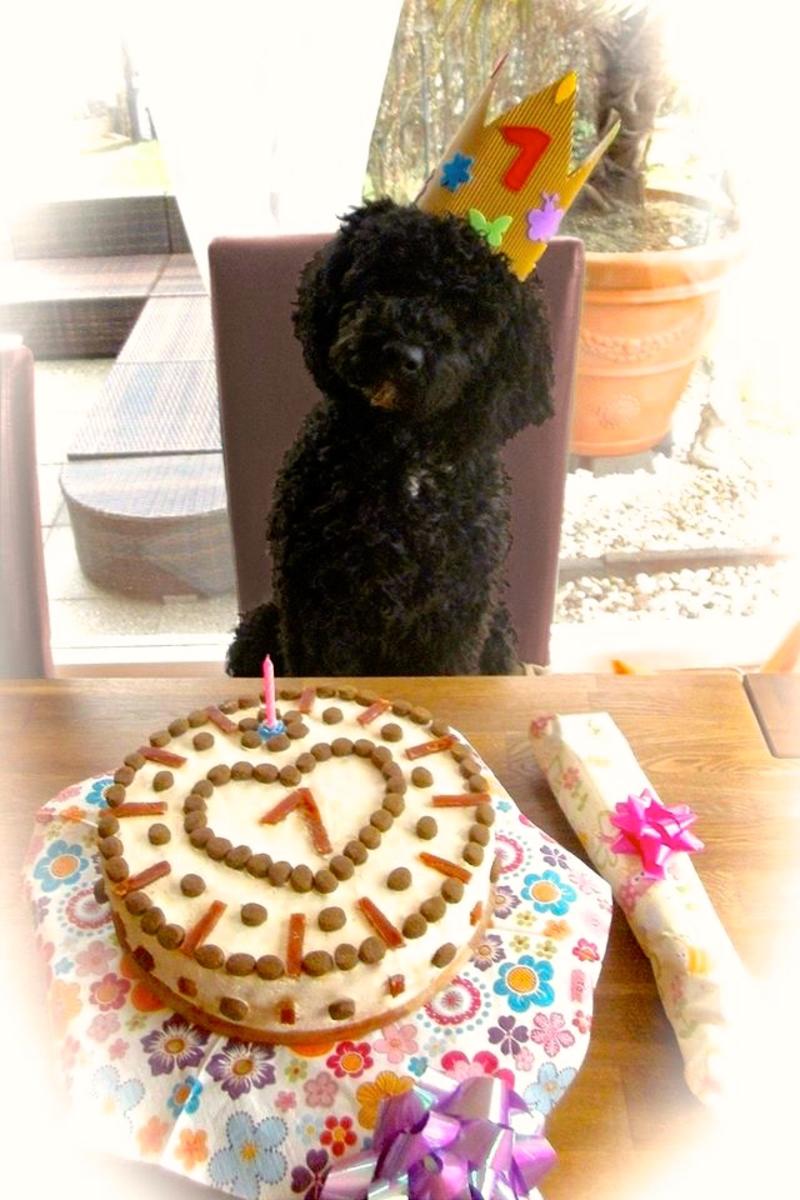 Kuchen Für Hunde Backen Hundekuchen selber machen Torte für Hunde