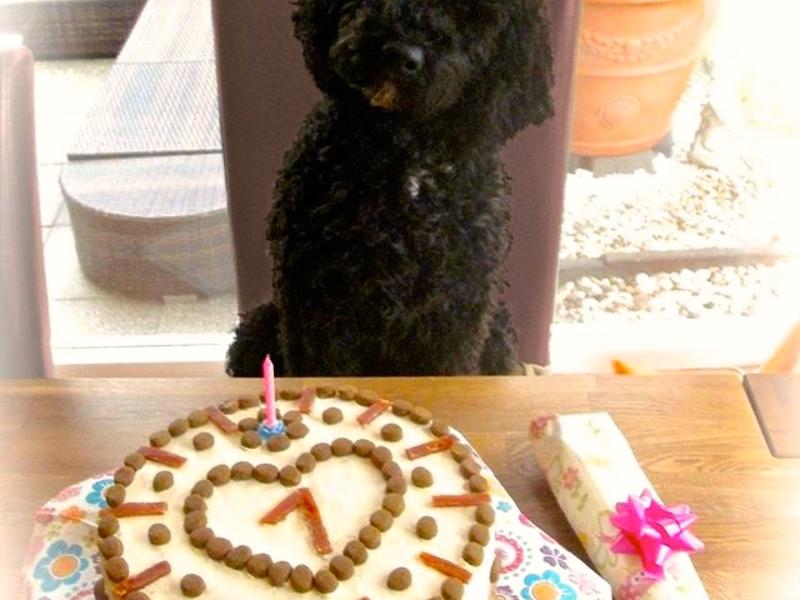 Hundekuchen Geburtstagskuchen für Hunde - Rezept mit Bild - kochbar.de