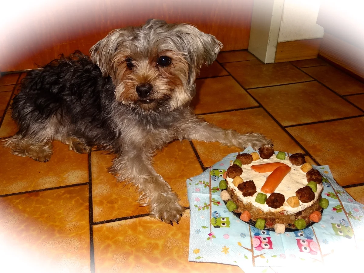 Hundekuchen - Rezept - Bild Nr. 5096