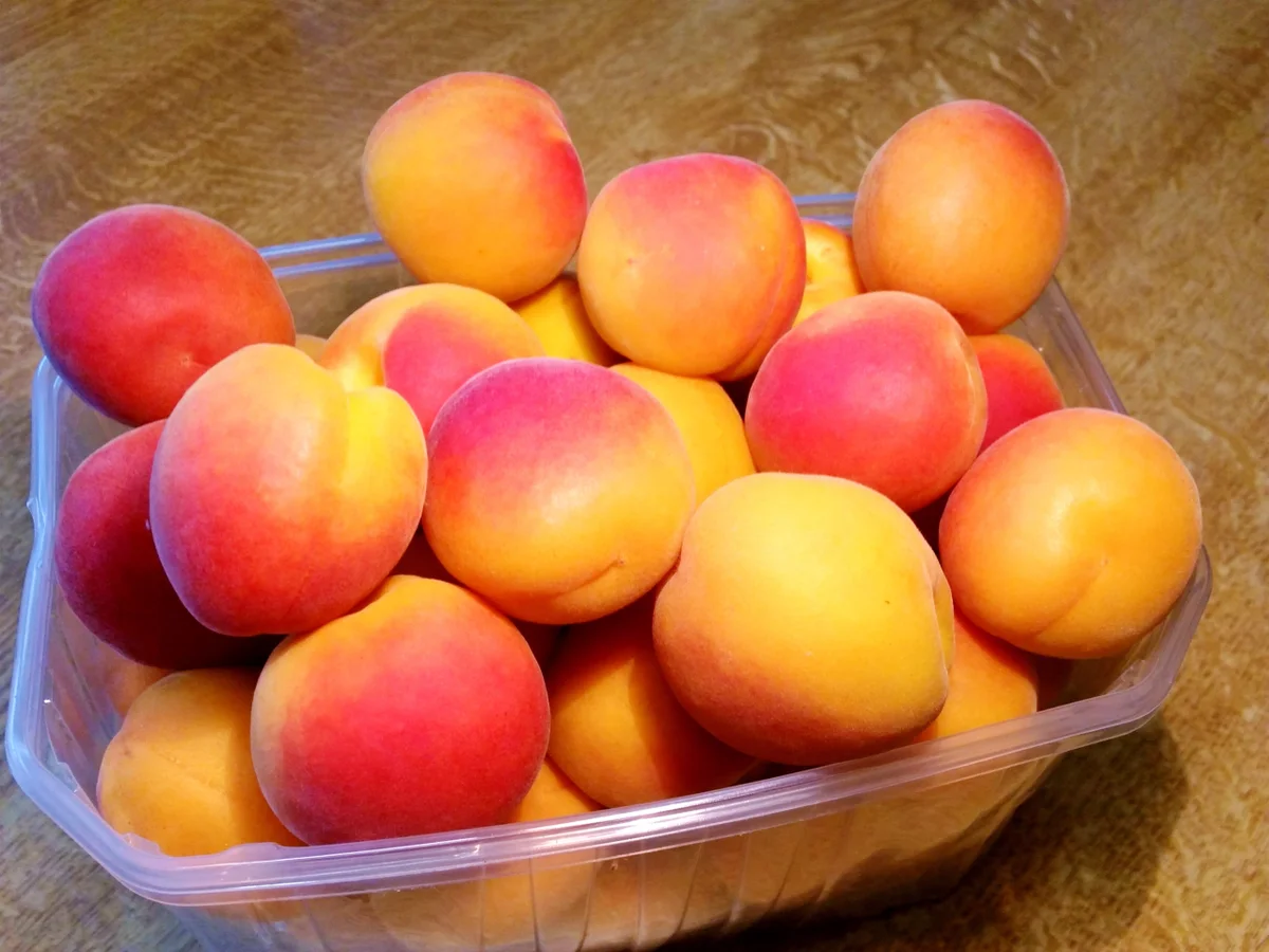 Kleiner Aprikosen-Guglhupf (18 cm) - Rezept - Bild Nr. 5174