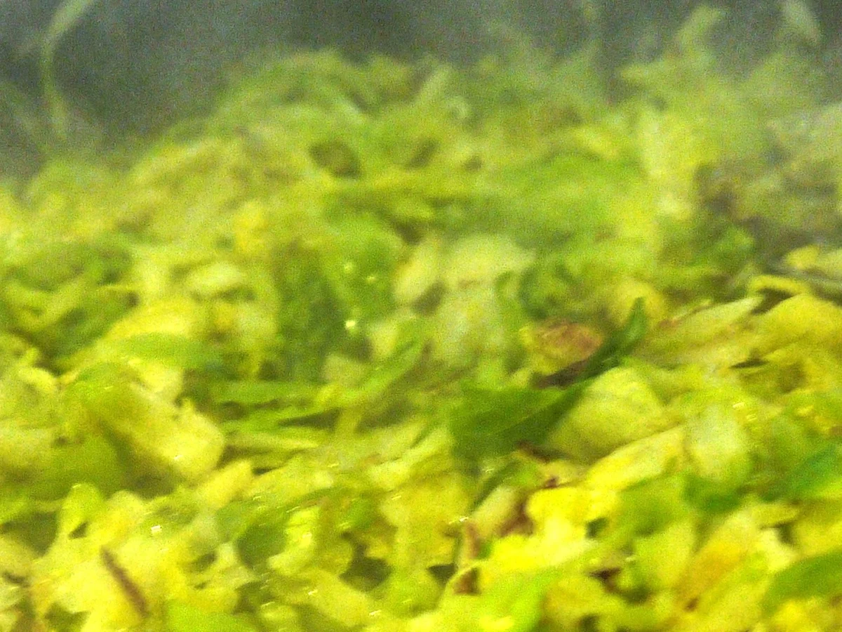 Rosenkohltarte mit karamellisierten Möhrchen - Rezept - Bild Nr. 9