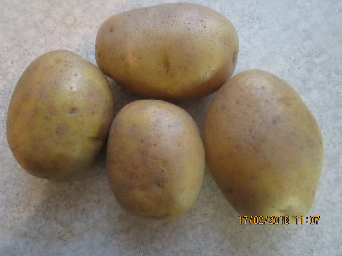 Irish Stew - Rezept - Bild Nr. 5218