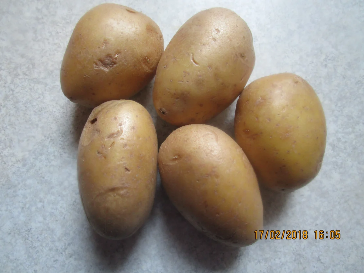 Auflauf: Reste vom Irish Stew mit Hackfleisch - Rezept - Bild Nr. 5218