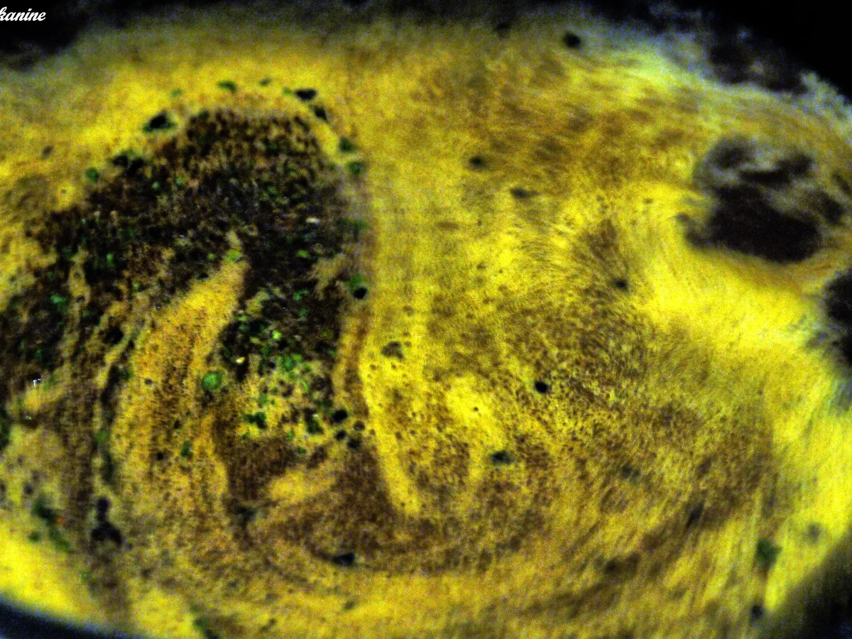 Rezept: Schweinefleisch in Knoblauchsauce Bild Nr. 5305 Schweinefleisch in Knoblauchsauce - Rezept - Bild Nr. 5305